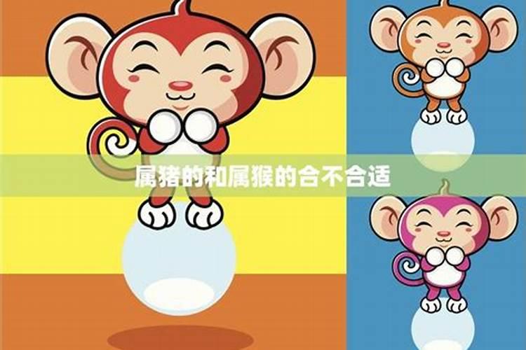 属猴的和属猪的合不合