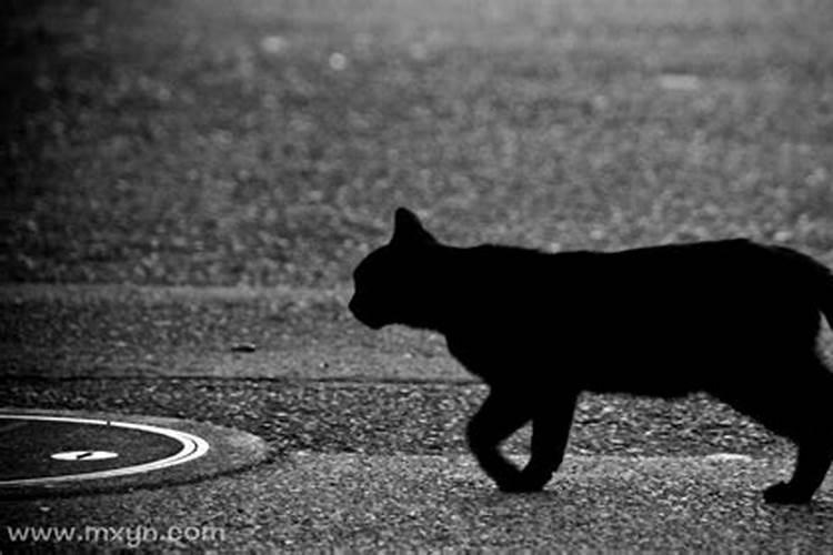 梦见大黑猫扑向自己的预兆