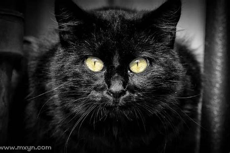 梦见黑猫扑自己的预兆