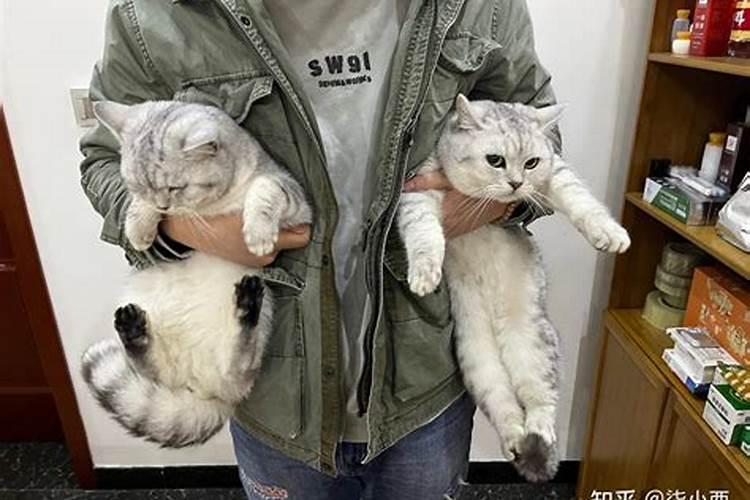 为什么有人养猫后运气反而下降了呢？