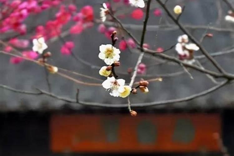 立春是哪天2024年 立春在春节前和春节后有什么说法