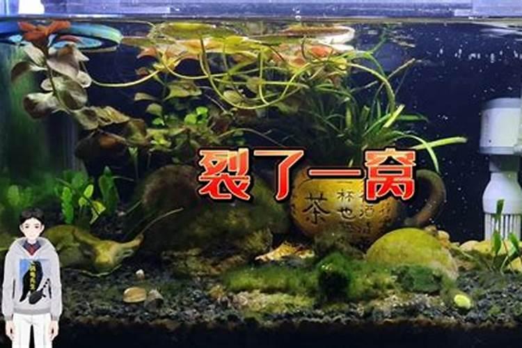 早上起来,家里的鱼缸无缘无故破了,好不好