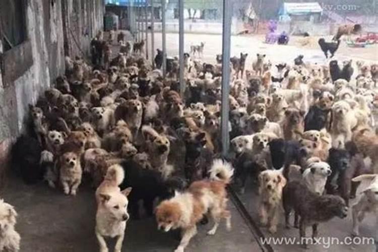梦见一群狗在叫是什么意思？