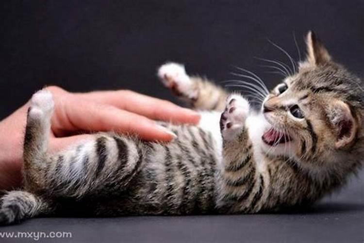 梦见猫猫扑过来咬自己的预兆