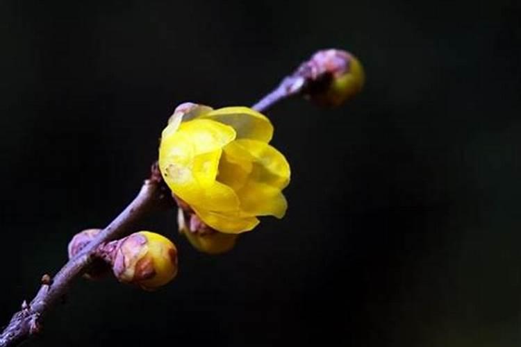 冬至特点和风俗
