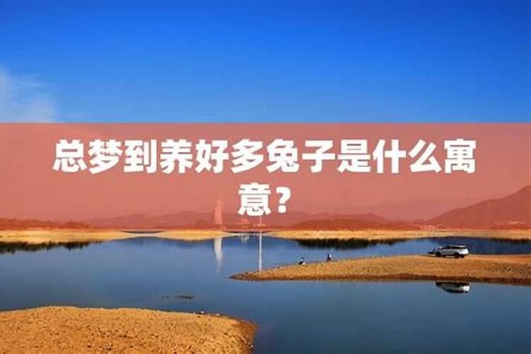 梦见养了一群兔子