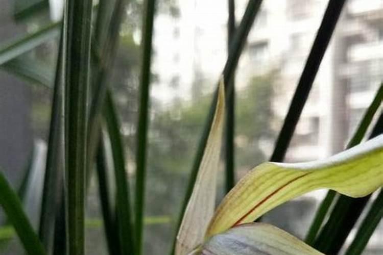 冬至重庆吃什么食物