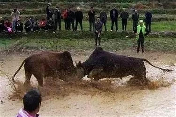 在传统说法中2025年的蛇是金蛇还是银蛇