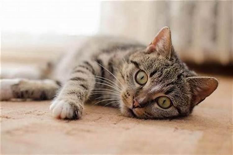 梦见猫咬我的手还出血是什么意思？