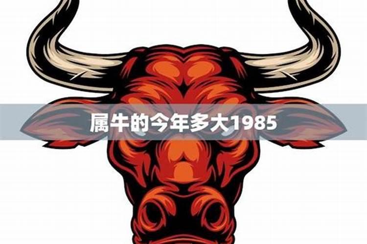 2025年属牛人的全年运势1985出生
