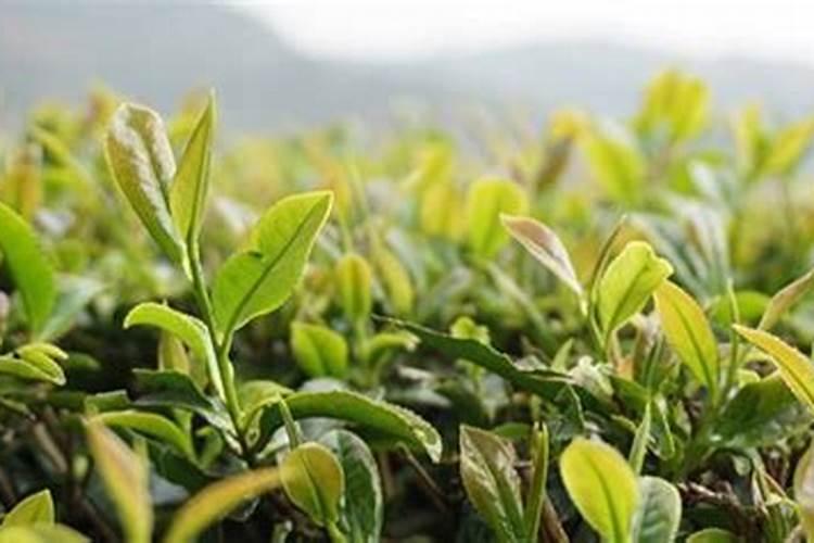 76年属龙2025年每月运程