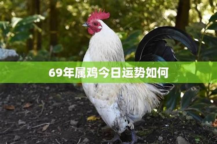 2025年05月20日生肖鸡财运