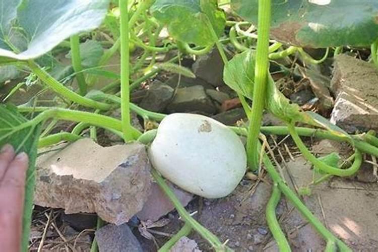 家中收藏刀具风水上有害吗