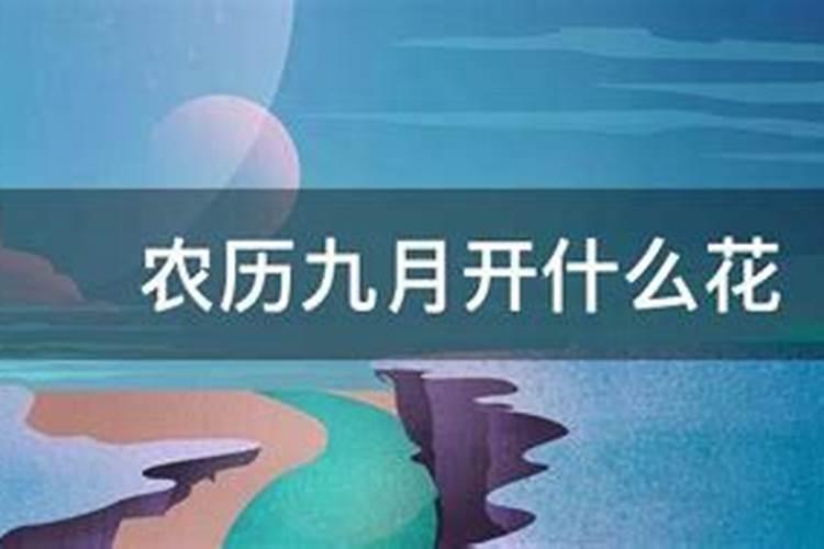 属龙的女人2025年运势全年