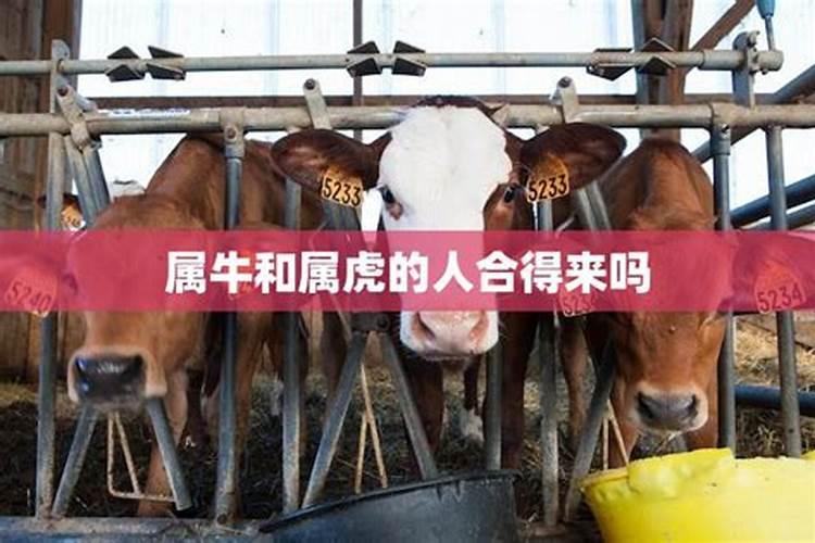 牛和虎的属相合不合