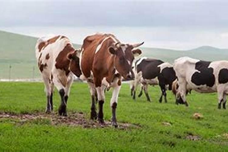 2025年每月运势详解