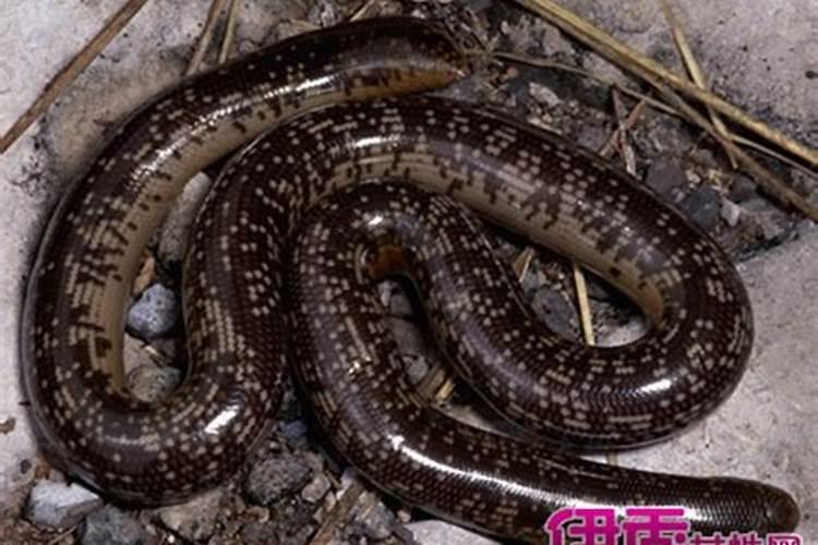 阜阳袁集什么时候赶集