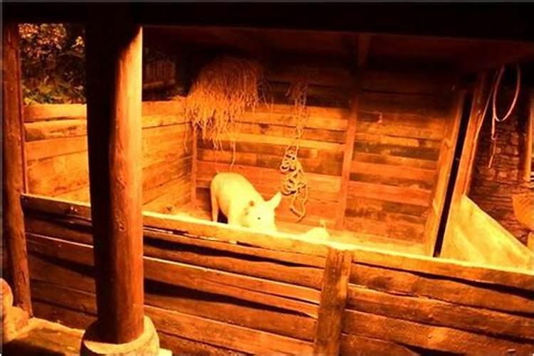 4月份属猪的运势如何