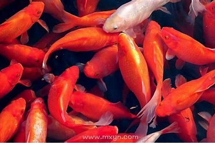 梦见水中死红鱼