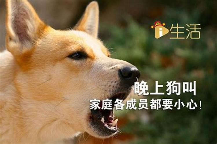 狗半夜叫是什么预兆