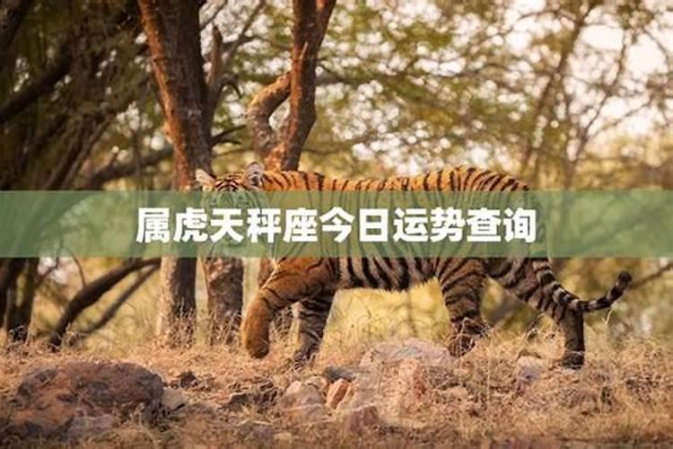 属虎的今日运势如何