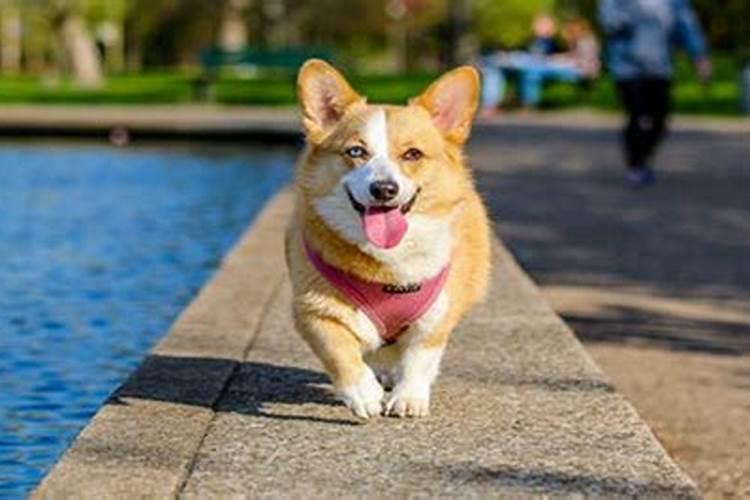 2025年属马犯太岁佩戴什么化解