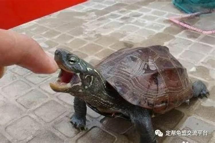 春节过完了下一个节日是什么时候