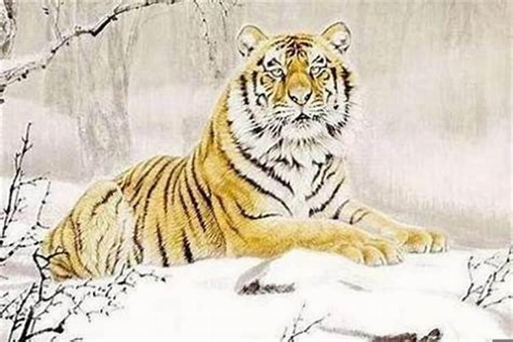 本人是1986年的,在哪些年犯太岁或冲太岁或害太岁。？？？