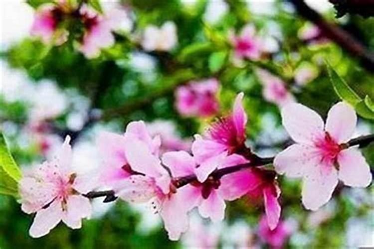 有人说我生辰八字缺桃花 请高人解一下