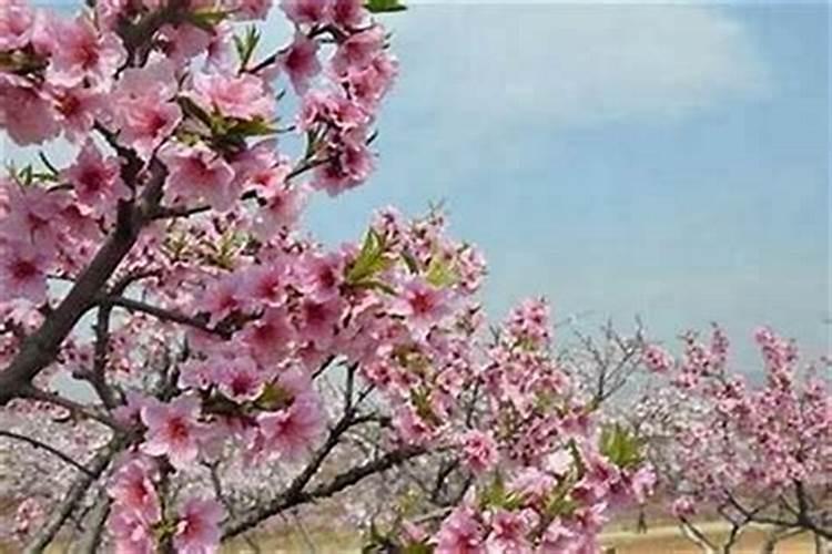 八字带桃花是什么意思