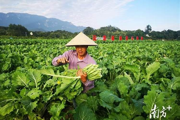 惠州过年风俗作文450字六年级