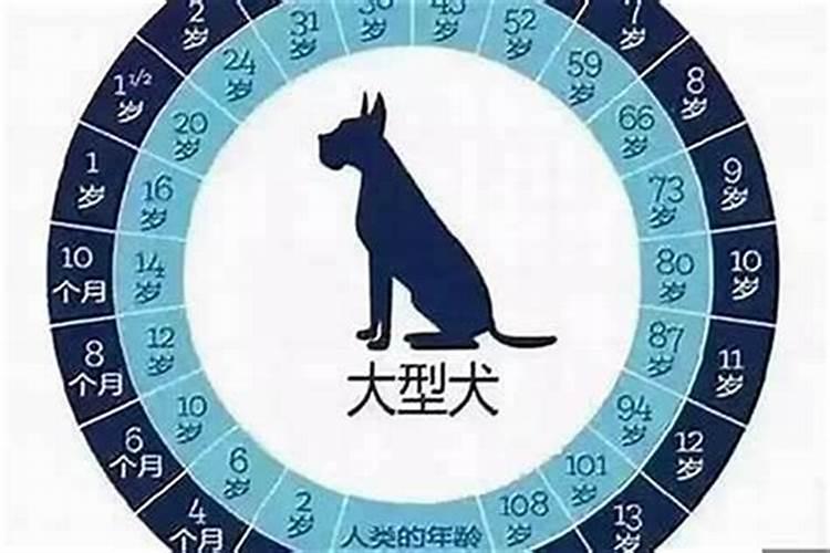 1982年属狗男2024年的运势和财运