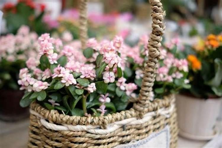 冬至送花可以吗
