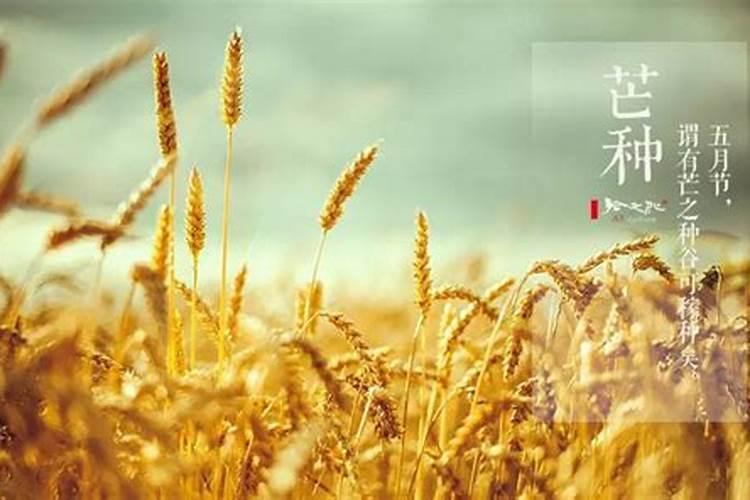 芒种是代表什么 芒种节气民间风俗