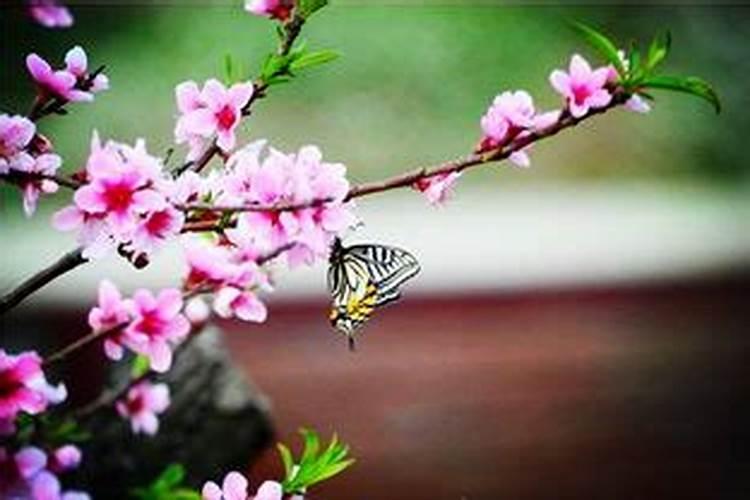 六煞桃花什么意思