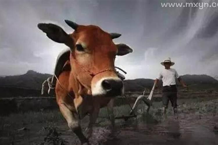 梦见自己家的牛死了是什么意思