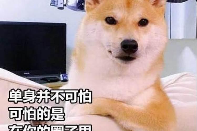 7月的蛇命运如何