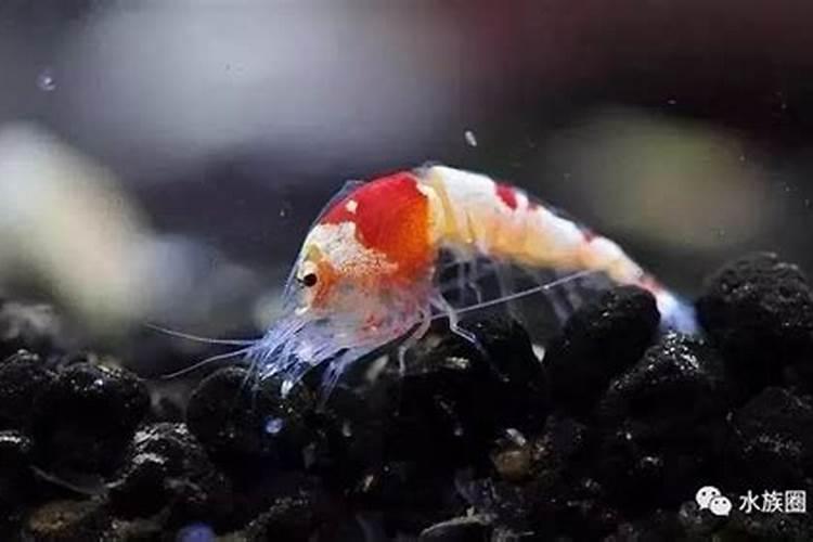 虾为什么脱壳 虾脱壳的原因