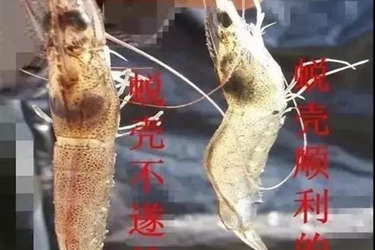 虾退壳是怎么回事