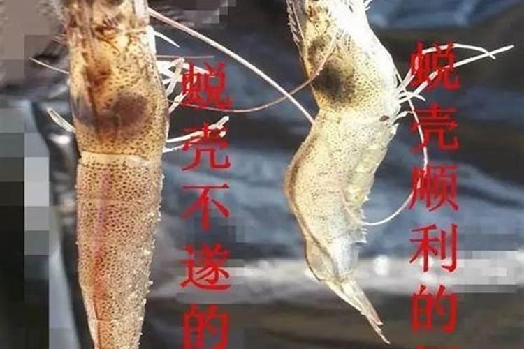 虾脱壳是什么情况