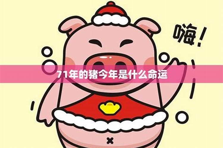 71年生肖猪2024年运势及运程详解