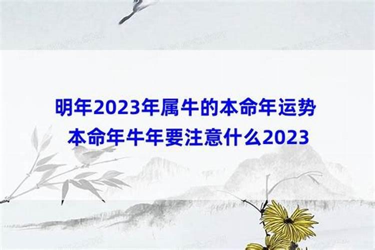 1997年11月24日是什么星座