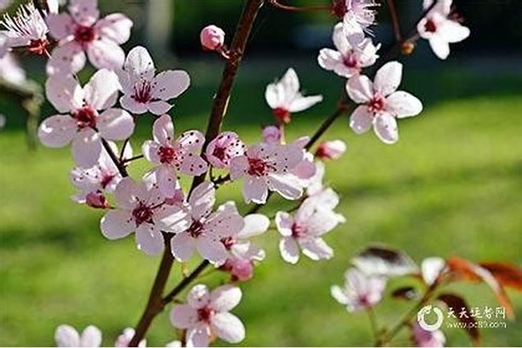 佩戴什么能催旺桃花运气 佩戴哪些东西能催旺桃花运气