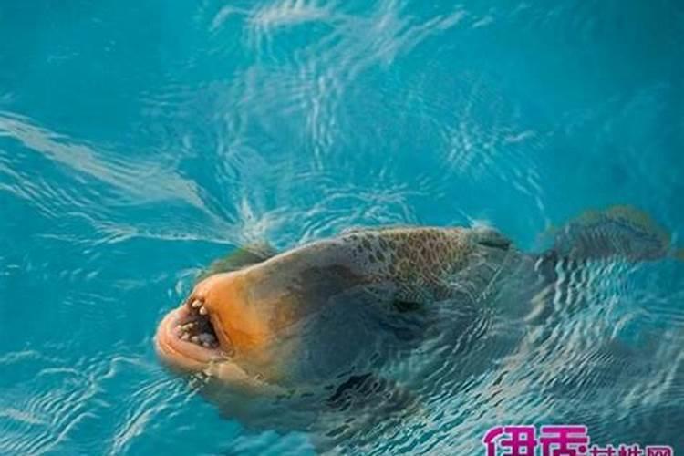 女孩文昌塔要买几层的最好,文昌塔摆放在什么位置好