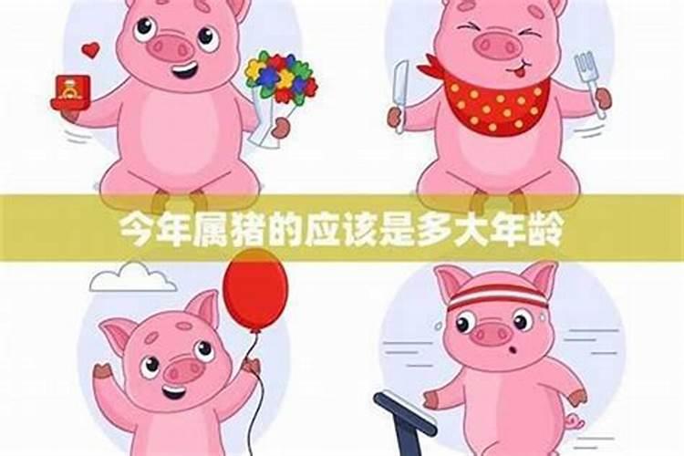 2024属猪上等命出生时辰 属猪命大富大贵的五大出生日