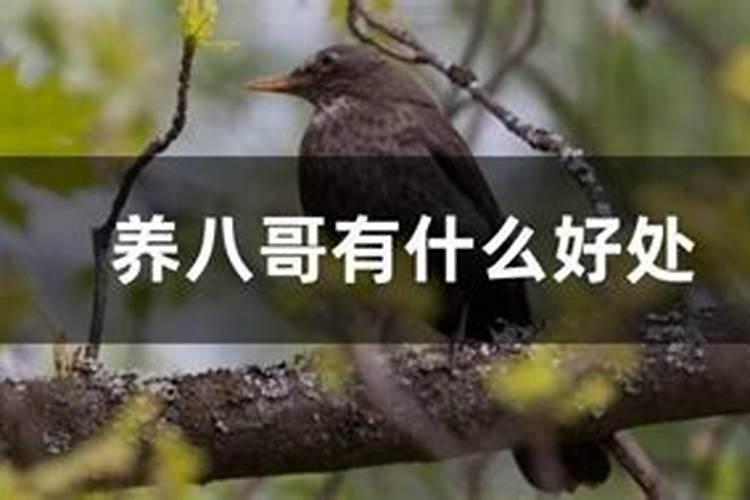 怎样看出八哥多大
