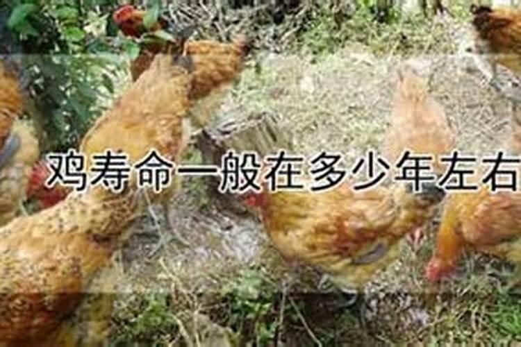 属鸡人2025全年运势 属鸡人2025年每月运势