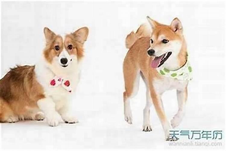 虎女和狗男的属相合不合