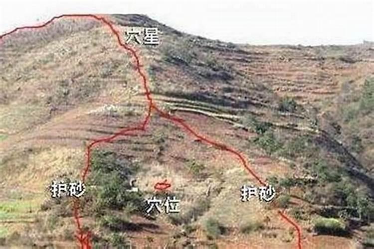 厂房院内栽什么树旺财 厂房院内旺财栽什么树