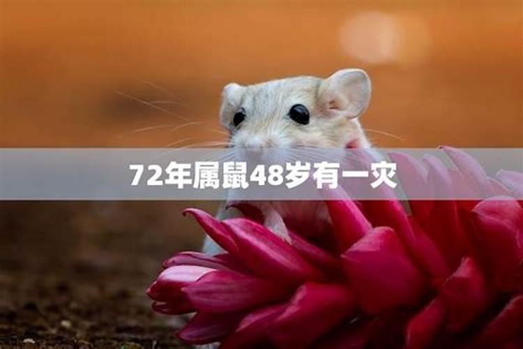 生肖鼠1972年2025年运势如何 生肖鼠1972年2025年全年运势